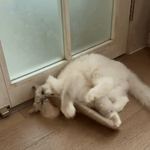 PurrScrub™ Catnip Pillow