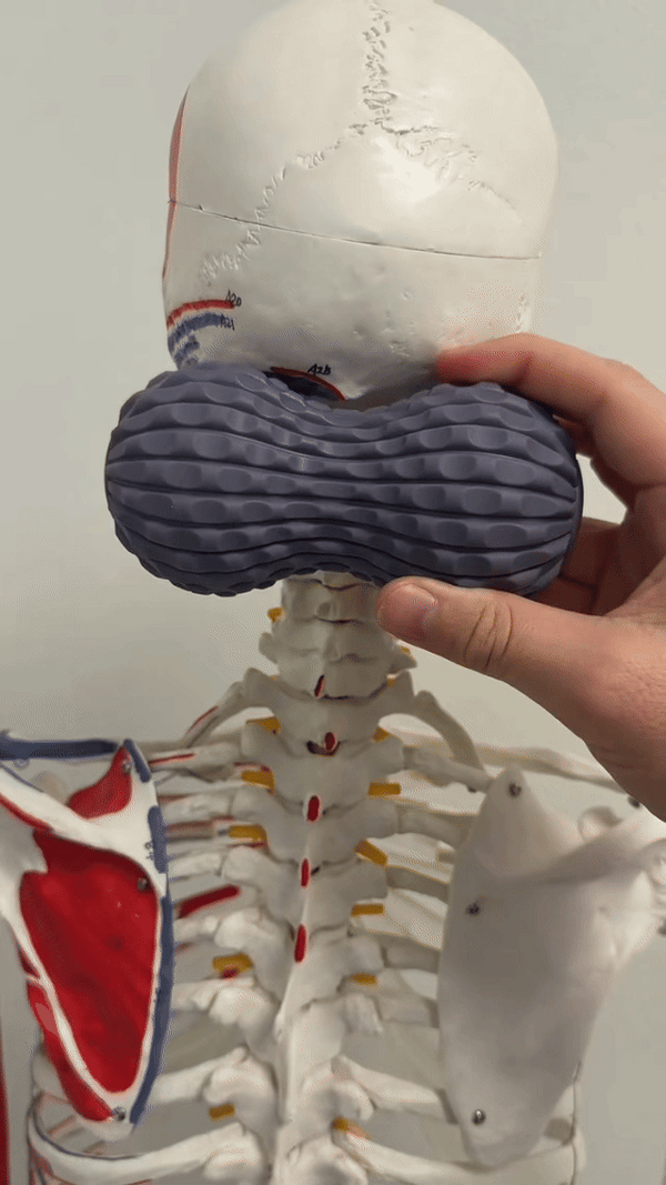 Supports Spinal Alignment